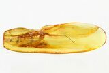 Partial Fossil Scorpionfly and Fungus Gnat in Baltic Amber #278638-1